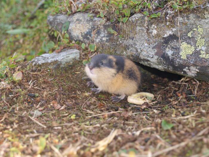 Un petit lemmings