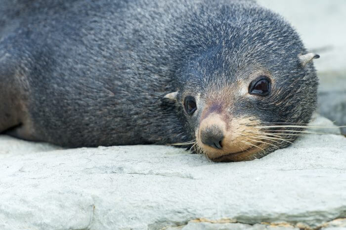 Otarie Kaikoura