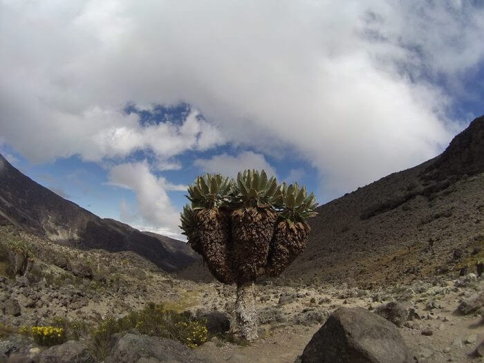 arbre du kilimandjaro