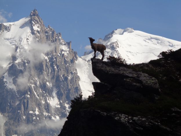 Deux Chullis sur le Tour du Mont Blanc