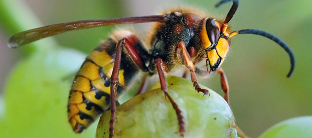 Piqûre de frelon