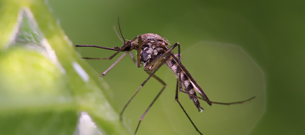 Piqûre de moustique